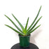 Aloe Vera Chinensis (Aloe Vera) - 10cm pot